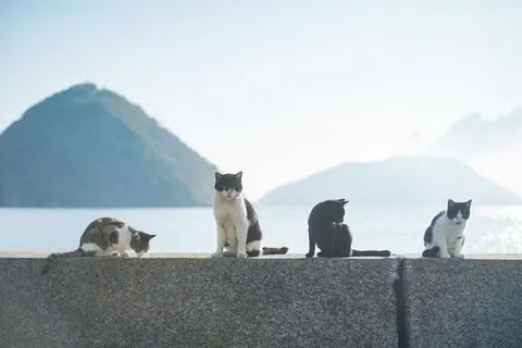 Gatos na mureta com mar ao fundo
