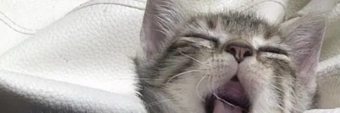 Gatinho cinza bocejando