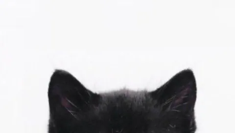 Orelhas de gato preto fofo