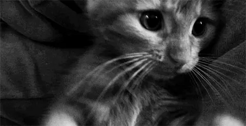 Gatinho fofo preto e branco