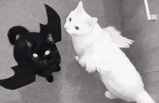 Gato preto e gato branco com asas