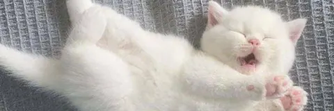 Gatinho branco dormindo com bocejo