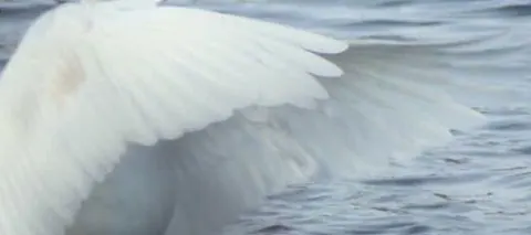 Asa de cisne sobre agua
