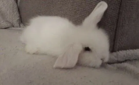 Coelhinho branco fofinho no sofá
