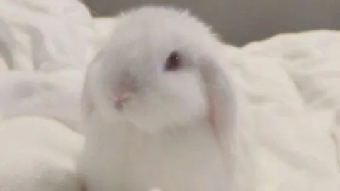 coelho branco fofo em tons claros