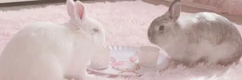 Coelhos fofos no tapete rosa