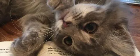 gato cinza fofo deitado