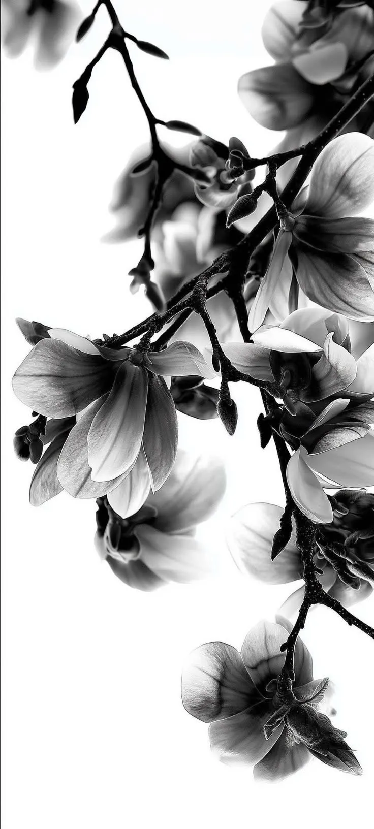 Flores em preto e branco