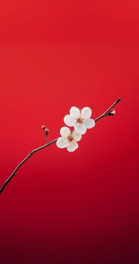 Galho de flor branca fundo vermelho