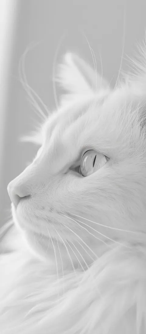 Gato branco em preto e branco