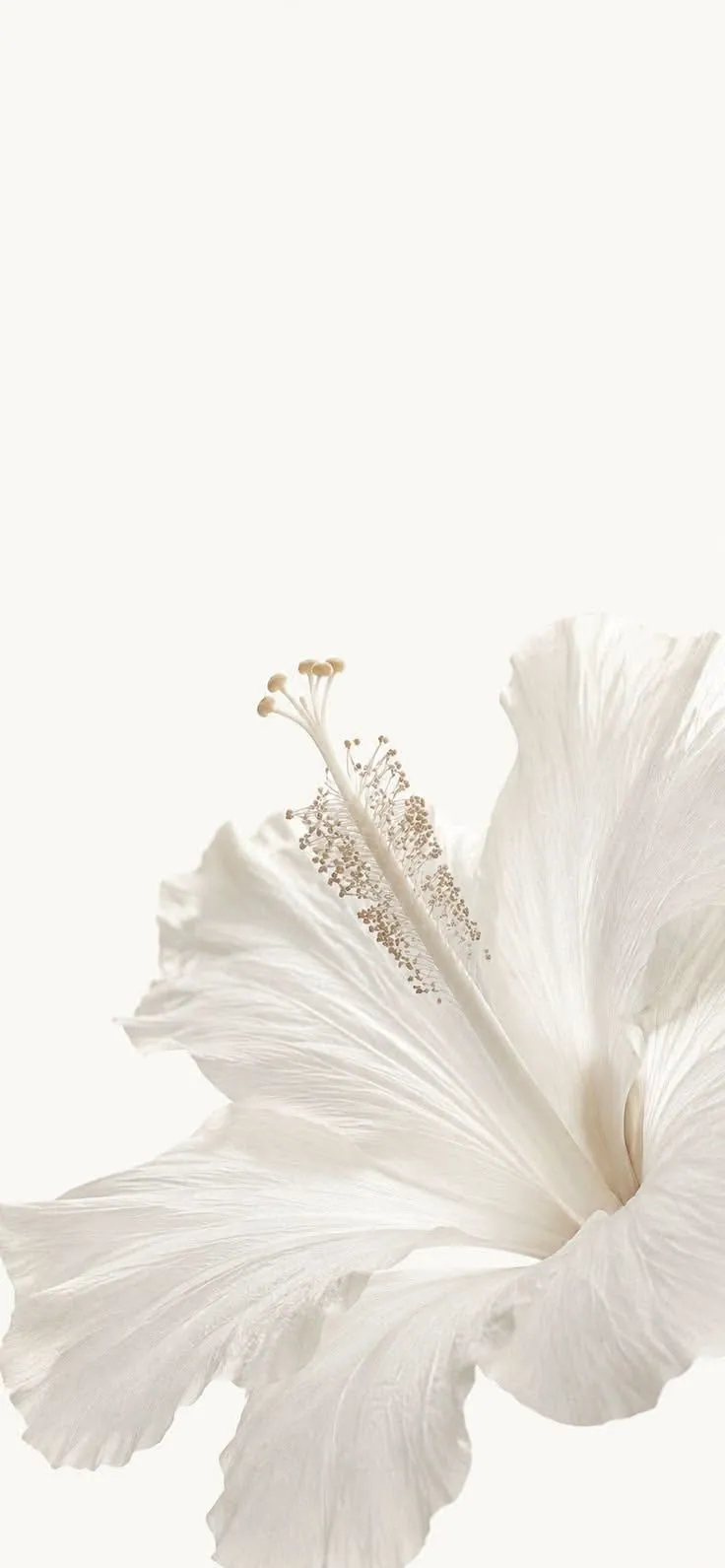 Flor branca minimalista