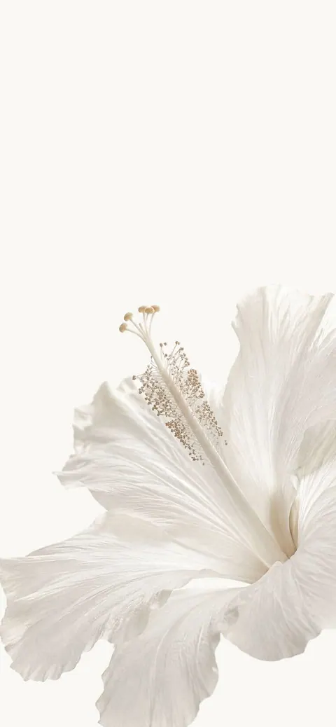 Flor branca minimalista
