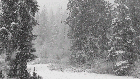 Floresta nevada em preto e branco