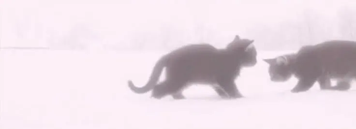 Perfil rosa com gatos e arma